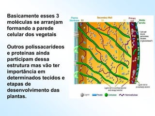 Basicamente esses 3
moléculas se arranjam
formando a parede
celular dos vegetais
Outros polissacarídeos
e proteínas ainda
participam dessa
estrutura mas vão ter
importância em
determinados tecidos e
etapas de
desenvolvimento das
plantas.
 