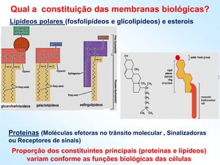 Qual a constituição das membranas biológicas?
Lipídeos polares (fosfolipídeos e glicolipídeos) e esterois
Proteínas (Moléculas efetoras no trânsito molecular , Sinalizadoras
ou Receptores de sinais)
Proporção dos constituintes principais (proteínas e lipídeos)
variam conforme as funções biológicas das células
 