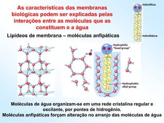 As características das membranas
biológicas podem ser explicadas pelas
interações entre as moléculas que as
constituem e a água
Lipídeos de membrana – moléculas anfipáticas
hidrofílica
hidrofóbica
Moléculas de água organizam-se em uma rede cristalina regular e
oscilante, por pontes de hidrogênio.
Moléculas anfipáticas forçam alteração no arranjo das moléculas de água
 