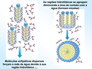 Moléculas anfipáticas dispersas
forçam a rede de água devido à sua
região hidrofóbica ....
As regiões hidrofóbicas se agregam
diminuindo a área de contato com a
água (formam micelas)
 