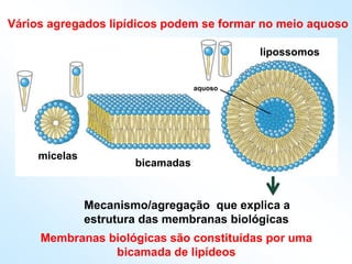 Vários agregados lipídicos podem se formar no meio aquoso
micelas
bicamadas
lipossomos
aquoso
Mecanismo/agregação que explica a
estrutura das membranas biológicas
Membranas biológicas são constituídas por uma
bicamada de lipídeos
 