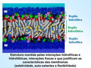 Região
hidrofílica
Região
hidrofílica
Região
hidrofóbica
Estrutura mantida pelas interações hidrofílicas e
hidrofóbicas, interações fracas e que justificam as
características das membranas
(seletividade, auto-selantes e flexibilidade)
 