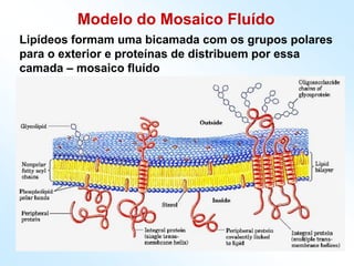 Modelo do Mosaico Fluído
Lipídeos formam uma bicamada com os grupos polares
para o exterior e proteínas de distribuem por essa
camada – mosaico fluído
 