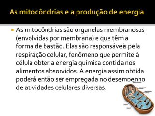  As mitocôndrias são organelas membranosas
(envolvidas por membrana) e que têm a
forma de bastão. Elas são responsáveis pela
respiração celular, fenômeno que permite à
célula obter a energia química contida nos
alimentos absorvidos. A energia assim obtida
poderá então ser empregada no desempenho
de atividades celulares diversas.
 
