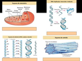 Aula - A Célula.ppt
