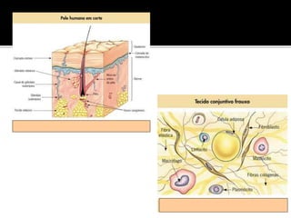 Aula - A Célula.ppt
