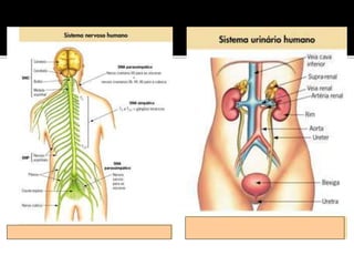 Aula - A Célula.ppt