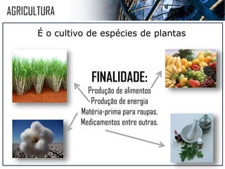 AGRICULTURA
É o cultivo de espécies de plantas
FINALIDADES:
Produção de:
ALIMENTOS
ENERGIA
MATÉRIA-PRIMA PARA
ROUPAS
MEDICAMENTOS
entre outras...
 