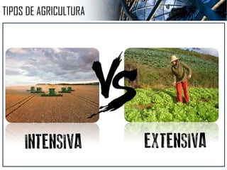  Procuram minimizar os impactos ambientais
 Não utilizam insumos químicos
 Também são chamados de sistemas ecológicos, orgânicos e sustentáveis
 Exemplos: Hidropônica, terraceamento e orgânicos.
ALTERNATIVOS
DESTINADO PRINCIPALMENTE PARA O MERCADO INTERNO
 