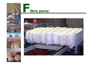 Fibra pura:
 