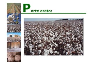 Porte ereto:
 