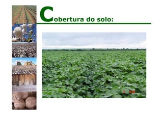 Cobertura do solo:
 