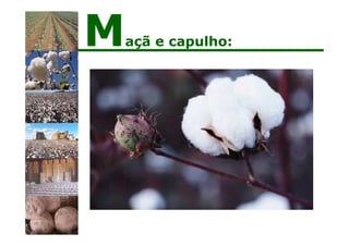 Maçã e capulho:
 