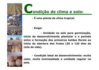 - É uma planta de clima tropical.
- Exige:
- Umidade no solo para germinação,
início do desenvolvimento plantular e o período
entre a formação dos primeiros botões florais ao
início da abertura dos frutos (35 a 120 dias do
ciclo de vida).
- Condição ideal de desenvolvimento: muito
calor, muita luminosidade e umidade regular no
solo.
Condição de clima e solo:
 