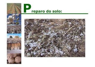 Preparo do solo:
 