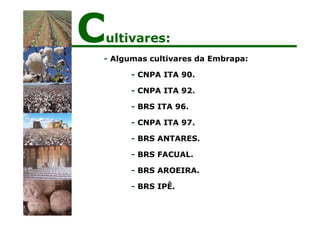 Cultivares:
- Algumas cultivares da Embrapa:
- CNPA ITA 90.
- CNPA ITA 92.
- BRS ITA 96.
- CNPA ITA 97.
- BRS ANTARES.
- BRS FACUAL.
- BRS AROEIRA.
- BRS IPÊ.
 