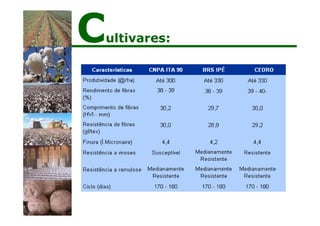 Cultivares:
 