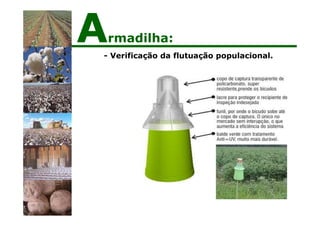 - Verificação da flutuação populacional.
Armadilha:
 