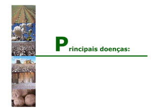 Principais doenças:
 