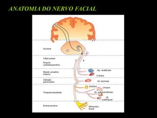 Aula Anatomia Do Nervo Facial 1 ppt aula-anatomia-do-nervo-facial-1-ppt