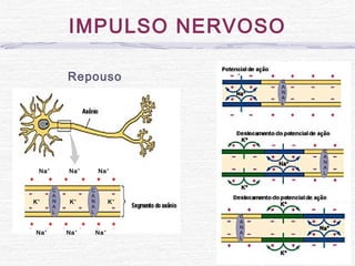 IMPULSO NERVOSO
Repouso
K+
K+
K+
Na+
Na+
Na+
+ + + + + +
+ + + + + +
Na+
Na+
Na+
C
A
N
A
L
C
A
N
A
L
C
A
N
A
L
C
A
N
A
L
C
A
N
A
L
 