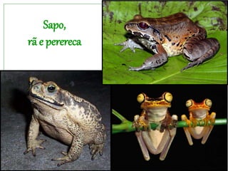 Sapo,
rã e perereca
 