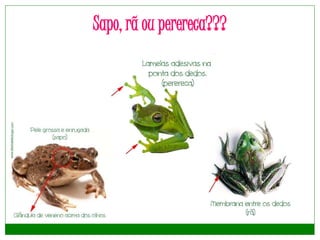 Sapo, rã ou perereca???
 