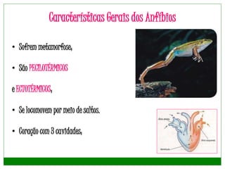 Características Gerais dos Anfíbios
• Sofrem metamorfose;
• São PECILOTÉRMICOS
e ECTOTÉRMICOS;
• Se locomovem por meio de saltos.
• Coração com 3 cavidades;
 