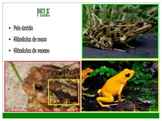 PELE
• Pele úmida
• Glândulas de muco
• Glândulas de veneno
 