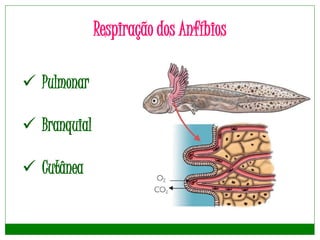 Respiração dos Anfíbios
 Pulmonar
 Branquial
 Cutânea
 