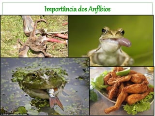Importância dos Anfíbios
 