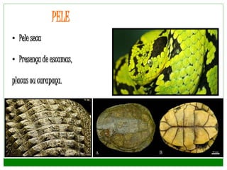 PELE
• Pele seca
• Presença de escamas,
placas ou carapaça.
 
