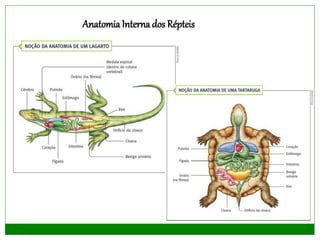 AnatomiaInterna dos Répteis
 