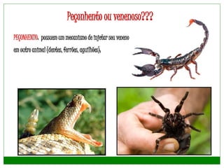 Peçonhento ou venenoso???
PEÇONHENTO: possuem um mecanismo de injetar seu veneno
em outro animal (dentes, ferrões, aguilhões);
 