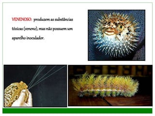 VENENOSO: produzemas substâncias
tóxicas (veneno), mas nãopossuemum
aparelhoinoculador.
 