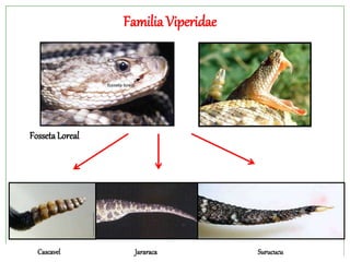 Cascavel Jararaca Surucucu
FossetaLoreal
FamiliaViperidae
 