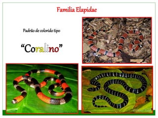 FamiliaElapidae
Padrão de colorido tipo
“Co ”
 