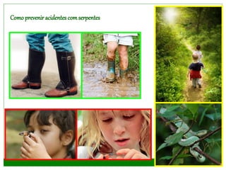 Como prevenir acidentes comserpentes
 