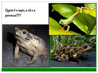Quemé o sapo, a rã e a
perereca???
 