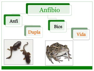 Anfíbio
Anfi
Dupla
Bios
Vida
 