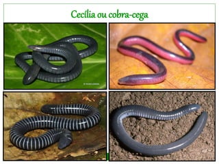 Cecília ou cobra-cega
 