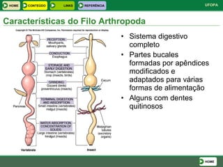 Sistema digestivo completo Partes bucales formadas por apêndices modificados e adaptados para várias formas de alimentação Alguns com dentes quitinosos Características do Filo Arthropoda HOME HOME LINKS CONTEÚDO REFERÊNCIA 
