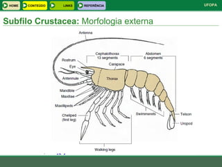 Subfilo Crustacea:  Morfologia externa HOME LINKS CONTEÚDO REFERÊNCIA 