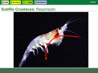 Subfilo Crustacea:  Respiração HOME LINKS CONTEÚDO REFERÊNCIA 