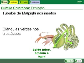 Subfilo Crustacea:  Excreção Túbulos de Malpighi nos insetos Glândulas verdes nos crustáceos ácido úrico, amônia e água HOME BACK HOME LINKS CONTEÚDO REFERÊNCIA 