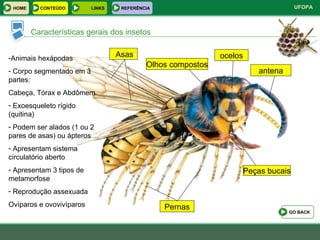 Características gerais dos insetos ocelos Olhos compostos antena Asas Pernas Peças bucais Animais hexápodas Corpo segmentado em 3 partes: Cabeça, Tórax e Abdômem Exoesqueleto rígido (quitina) Podem ser alados (1 ou 2 pares de asas) ou ápteros Apresentam sistema circulatório aberto Apresentam 3 tipos de metamorfose Reprodução assexuada  Ovíparos e ovovivíparos GO BACK HOME LINKS CONTEÚDO REFERÊNCIA 