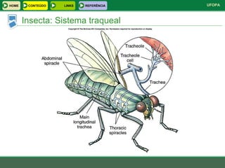 Insecta: Sistema traqueal HOME LINKS CONTEÚDO REFERÊNCIA 