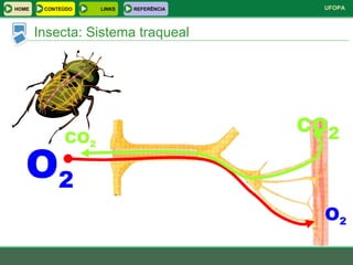 Insecta: Sistema traqueal O 2 O 2 CO 2 CO 2 HOME LINKS CONTEÚDO REFERÊNCIA 