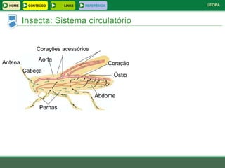 Insecta: Sistema circulatório Antena Cabeça Aorta Corações acessórios Coração Óstio Abdome Pernas HOME LINKS CONTEÚDO REFERÊNCIA 