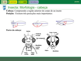 Insecta: Morfologia - cabeça Cabeça : Compreende a região anterior do corpo de un inseto Posição:   Existem três posicções mais importantes:   Partes da cabeça:  HOME LINKS CONTEÚDO REFERÊNCIA 